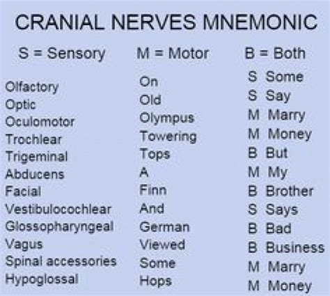 Cranial Nerves Mnemonic 001 Craniosacraltherapy Craniosacral Therapy