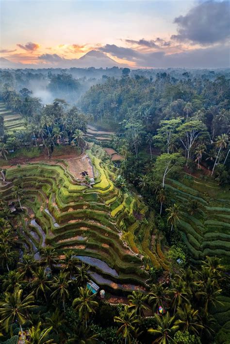 Aerial View Of Famous Tegallalang Rice Terraces With Mount Agung