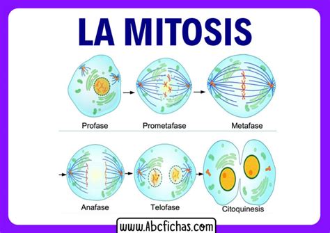 ¿qué Es La Mitosis Las 4 Fases De La Mitosis Explicadas