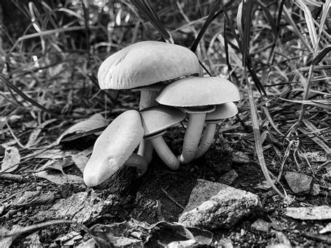 Mushrooms White Mushroom Free Photo On Pixabay Pixabay