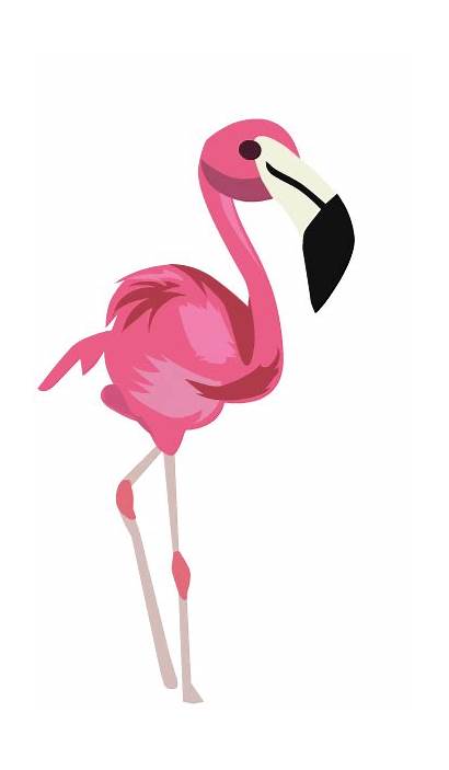 Flamingo Bahamas Paradise Nassau Island Sticker Giphy