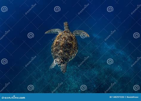 Sea Turtle Swim In Blue Ocean Green Sea Turtle Stock Photo Image Of
