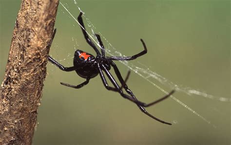 Black Widow Action Pest Services