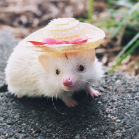 Cute Hedgehogs In Hats 58909f1c63a3e700 Vicious Kangaroo