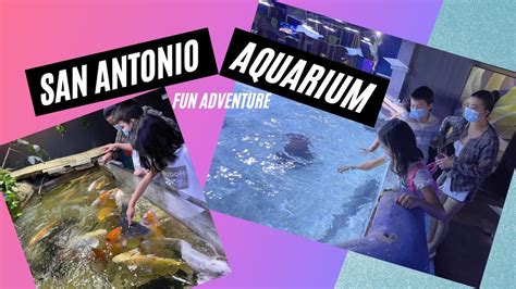 San Antonio Aquarium See To Believe Fun Adventure Youtube
