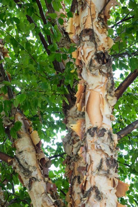 How Fast Do Birch Trees Grow A Complete Growth Guide Sarpo