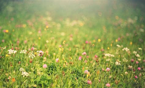 Flower Meadow Wallpapers Top Free Flower Meadow Backgrounds