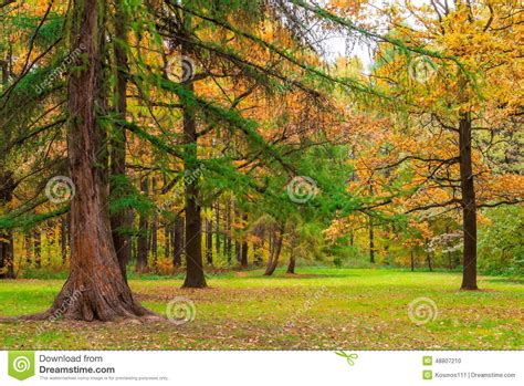 Very Beautiful Autumn Landscape Of Forest Stock Photo