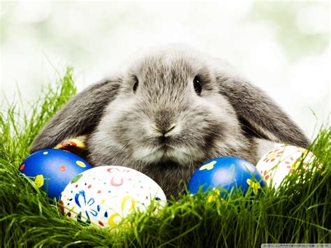 30 Funny Easter Bunny Pictures And Images