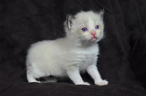 Ragdoll Cats For Sale Kansas City Ks 266219 Petzlover