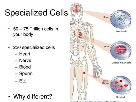 Ppt Specialized Cells Powerpoint Presentation Free Download Id2811256