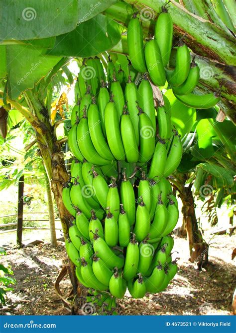 Bunch Of Bananas Stock Image Image Of Snack Food Tropical 4673521
