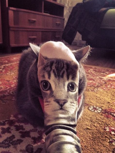 36 Perfectly Timed Cat Photos Taken At The Right Meowment Viralscape
