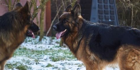 Dogs That Look Like German Shepherds Types And Breeds