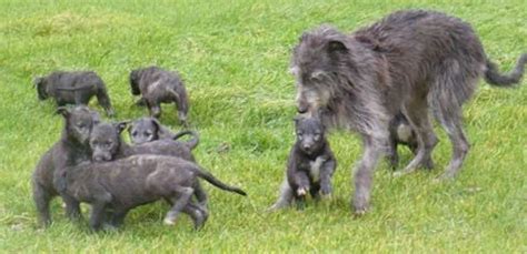 The scottish deerhound is an extremely friendly and affectionate breed. Scottish Deerhound - Dog Breed Information and Images - K9 ...