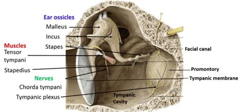 Tympanic Cavity Boundaries Contents And Applied Anatomy Qa