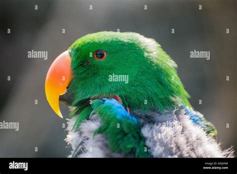 Green Parrot Portrait Stock Photo Alamy