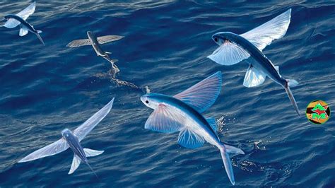 Peces Voladores En Su Habitat Pez Volador Flying Fish In Your Home