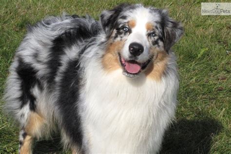 We strive to raise our aussies to reflect the amazing beauty, intelligence and agility of the australian shepherd breed keeping the beautiful traditional aussie look, but in a smaller package. Blue merle australian shepherd puppies for sale in ohio