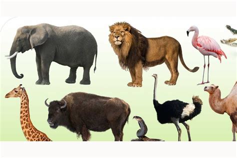 If you feel something violates the rules report it. Do you know your animals?