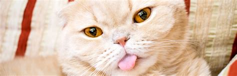 Why Do Cats Blep Everything You Need To Know My Pet Needs That