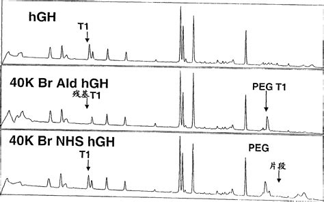 Chemically-modified human growth hormone conjugates - Eureka | Patsnap