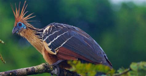 The 8 Weirdest Birds In The World Az Animals
