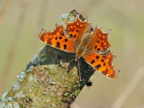 Ein C Falter Forum Für Naturfotografen