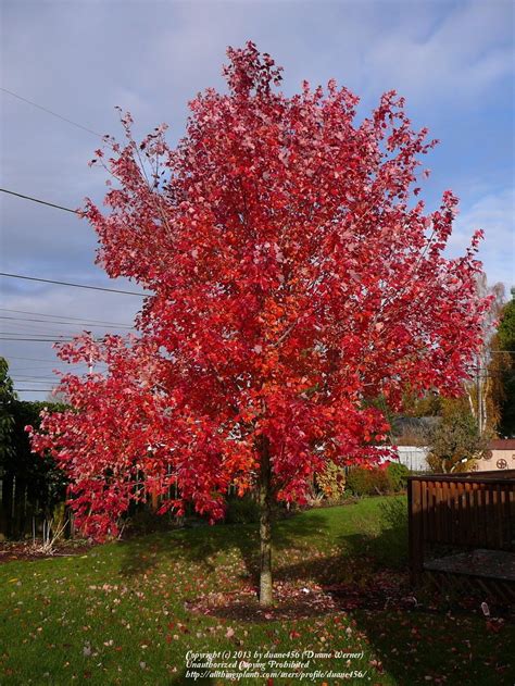 Photo Of The Entire Plant Of Red Maple Acer Rubrum Red Sunset® Posted