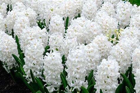 Hyacinth White Pearl Hardy Flower Bulbs Perennial Etsy