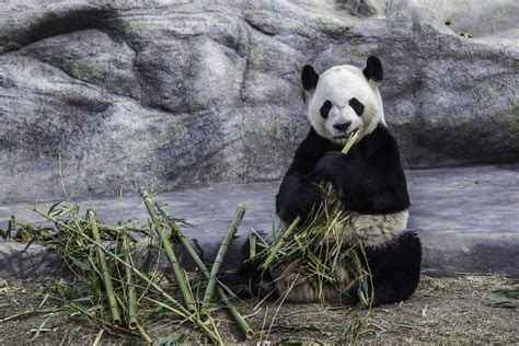 Worlds Oldest Panda Dies In Captivity Zoo Wildlife Pets