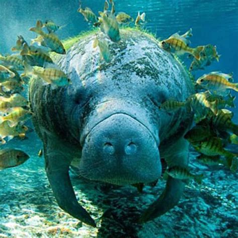 Manatees Are Large Fully Aquatic Mostly Herbivorous