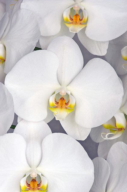 White Phalaenopsis Orchid Beautiful And Rare Orchid Flowers