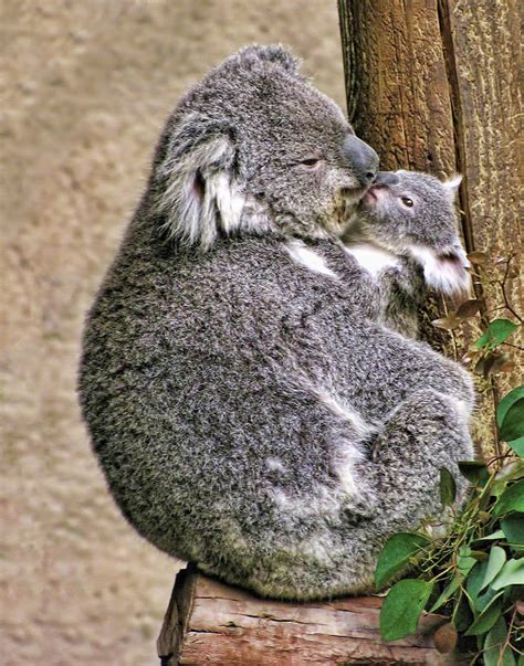 Koala Mom And Child Photograph By Helaine Cummins Pixels