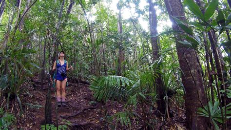 Daintree Rainforest Mt Sorrow Hiking Trail One Of The Most Challenging