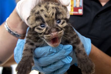 Zoo Miami Shows Off Rare Clouded Leopard Kittens Jersey Evening Post