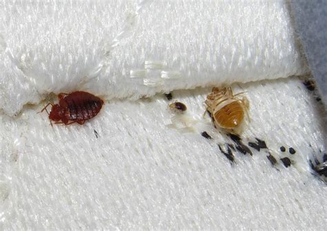 Are Bed Bug Shells Hard Pest Phobia