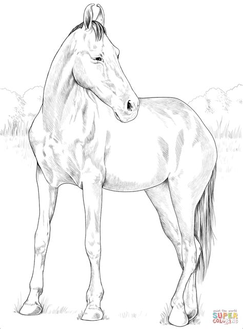 Marwari Mare coloring page | Free Printable Coloring Pages