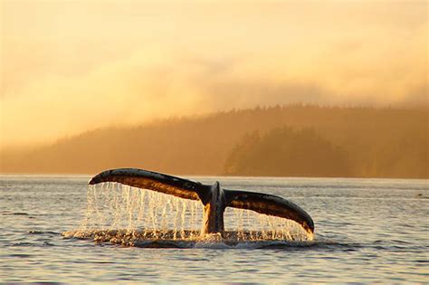 Orca Dreams Canadas Luxury Whale Watching Base Camp In