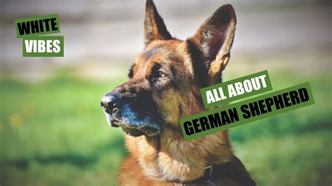 All You Need To Know About German Shepherds Youtube