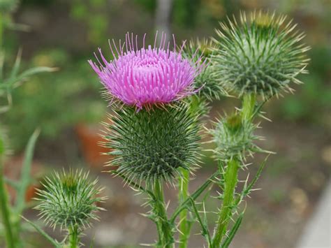 How To Grow And Care For Thistles Cirsium World Of Flowering Plants