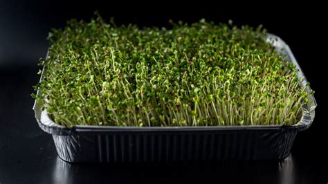 How To Grow Broccoli Sprouts Youtube