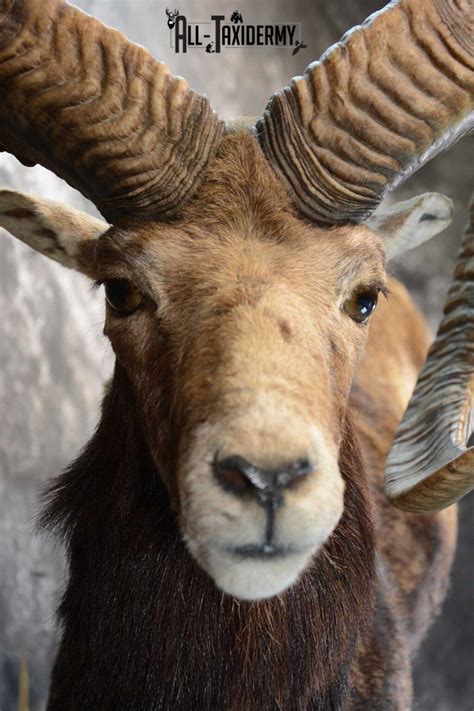 Mouflon Sheep Full Body Taxidermy Mount For Sale Sku 1668 All Taxidermy