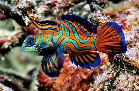 Lebih bagus menggunakan cat khusu ikan. Jenis Ikan Hias yang Paling Bagus untuk Dipelihara