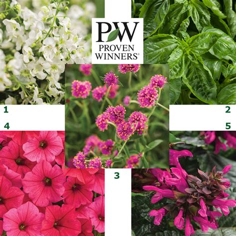 Proven Winners 2019 Must See Plants At Canada Blooms Canada Blooms