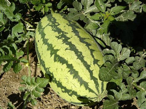 Growing Watermelons How To Grow Watermelons