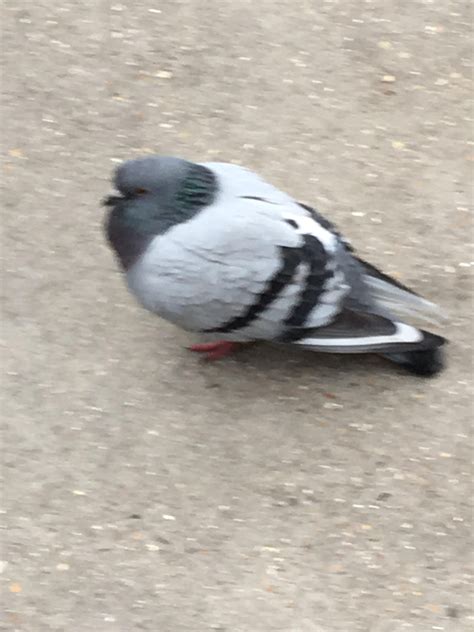 Pin On Fat Pigeons
