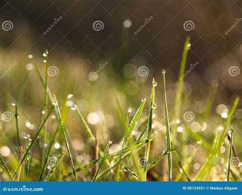 Morning Dew On Grass Stock Image Image Of Water Drops 90724921