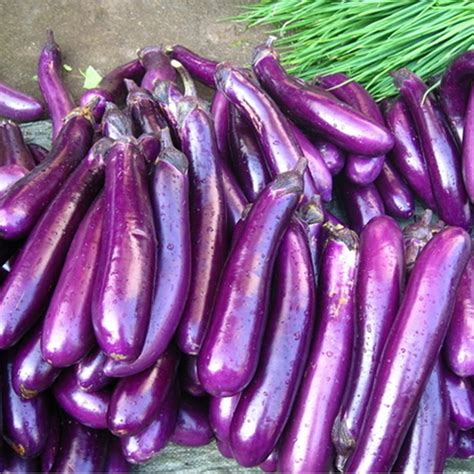 Zlking 100 Pcs Very Rare Chinese Eggplant Solanum Melongena Purple