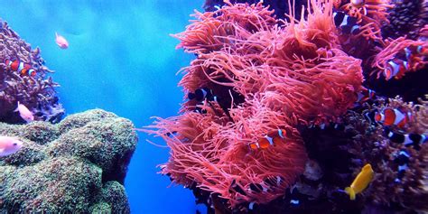 15 Colourful Facts About Coral Reefs Facts